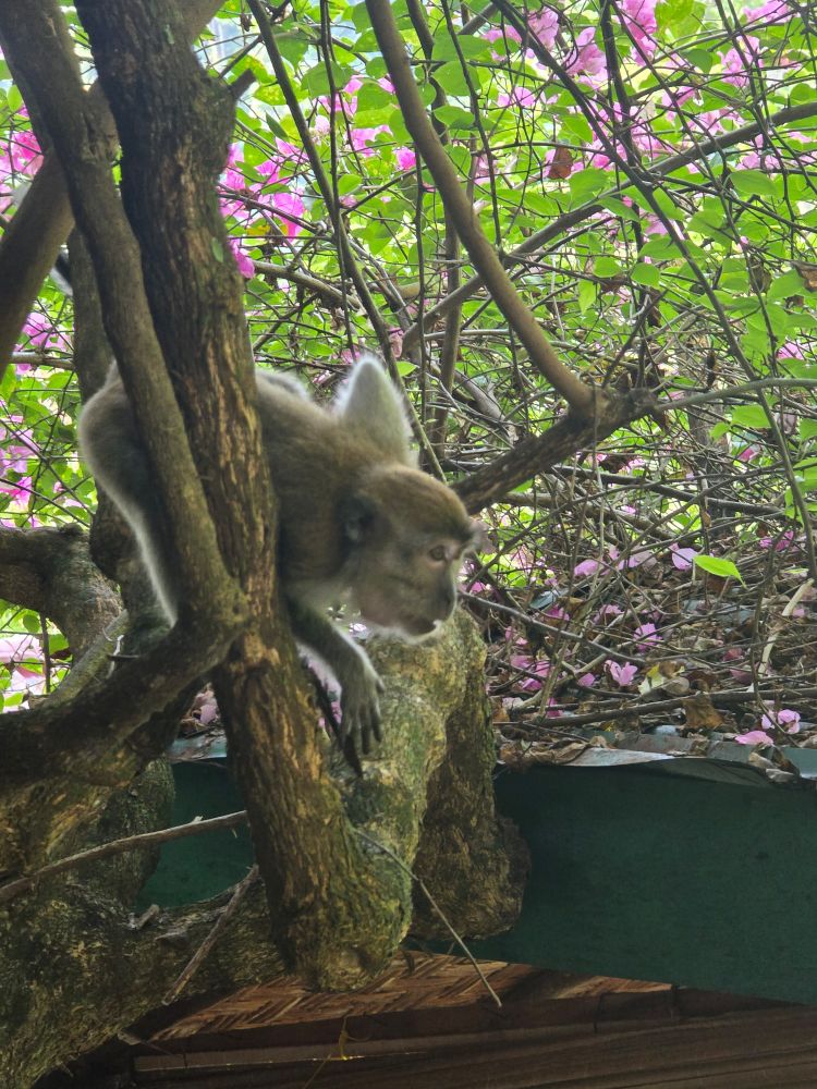 Monkey
