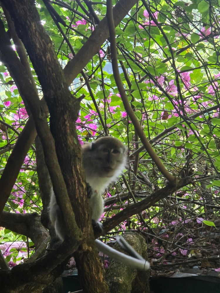 Monkey