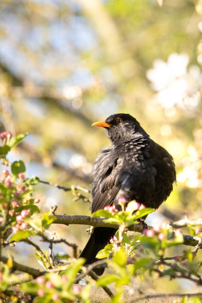 merel vogel blackbird
