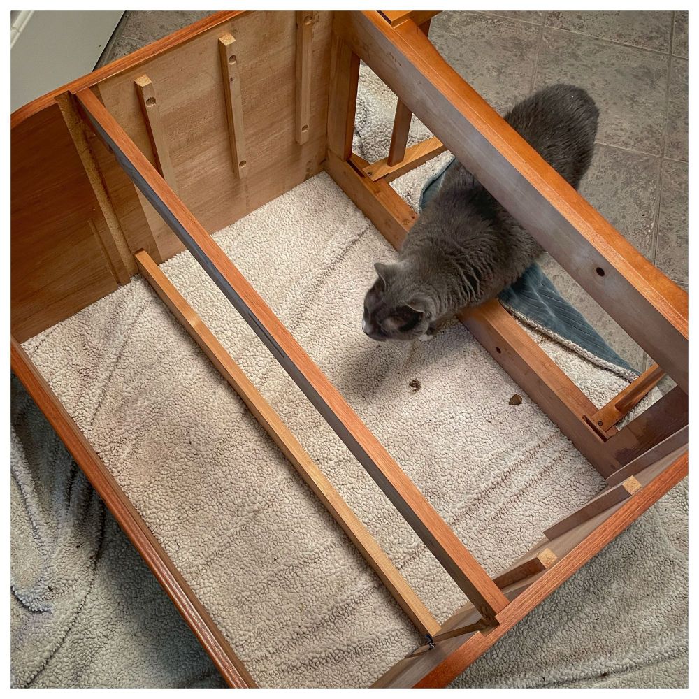 Mr Loons having a good sniff inside the empty case of a Swedish roll top desk. Attributed to Egon Ostergaard for Svensk Mobilindustri