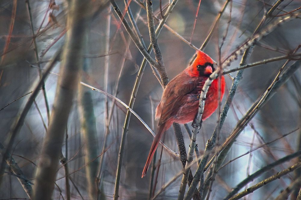 a puffed up bright red cardinal sat in the branches of a dappled willow. Snow behind.
