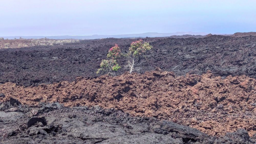 Ecological succession starts with Ohi'a lehua (Metrosideros polymorpha)  on the southwest coast of Hawaii