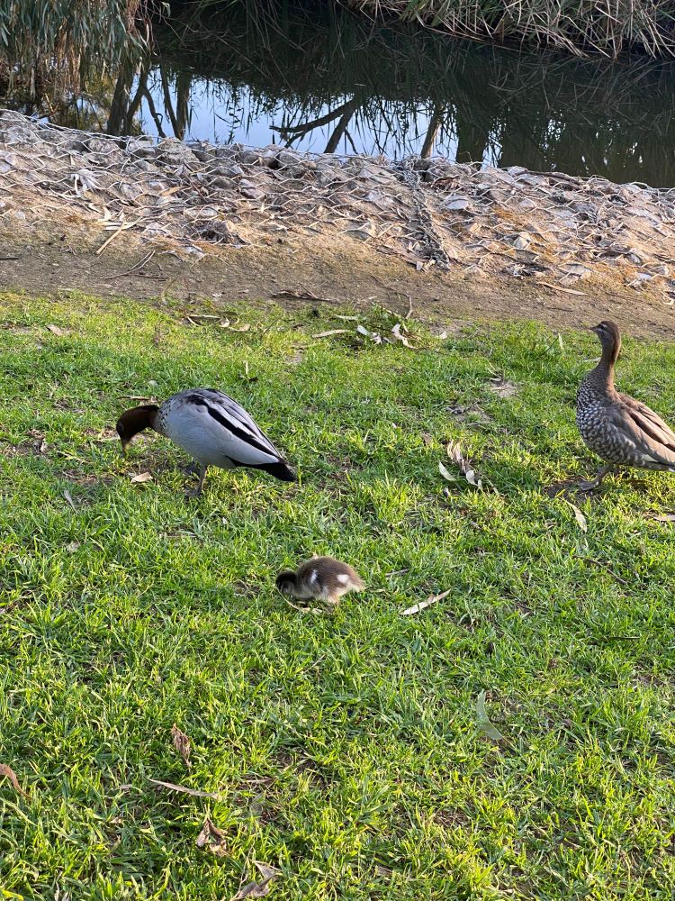 two adult australian wood ducks and a duckling by a river