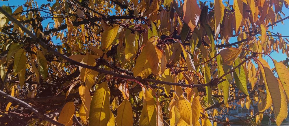 A picture of autumn leaves