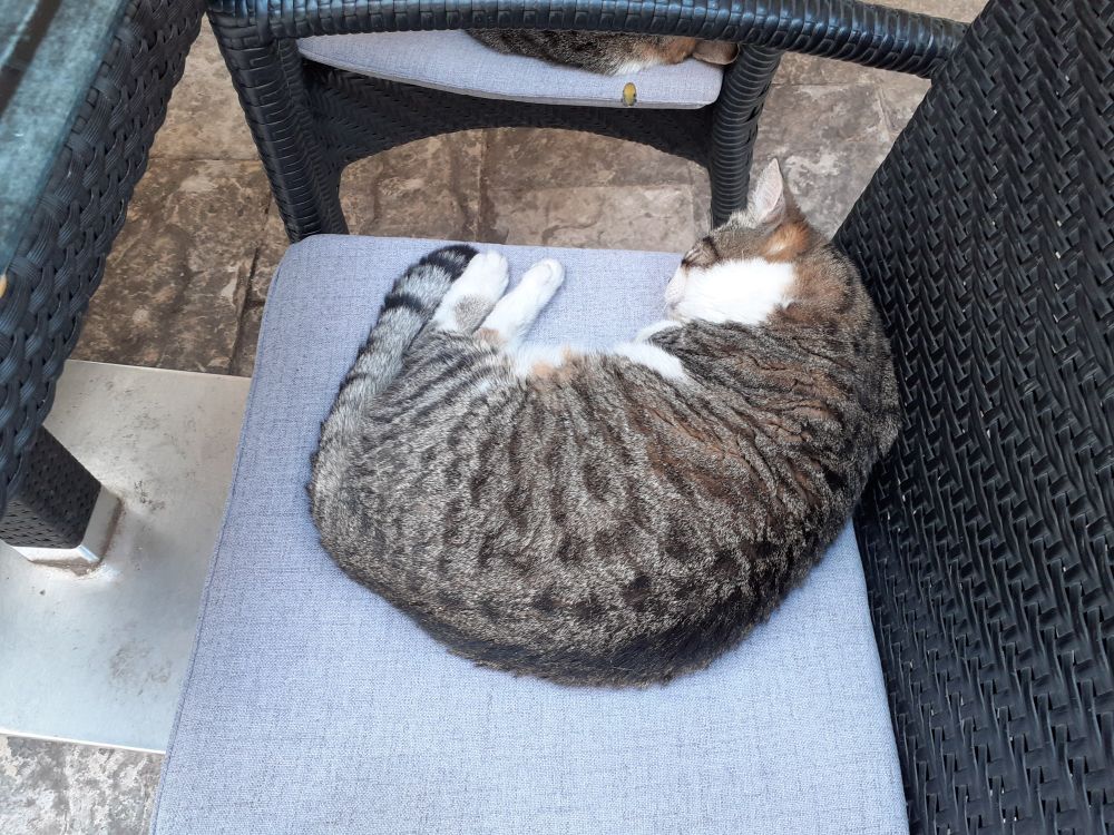 A cat sleeping on a cosy chair.