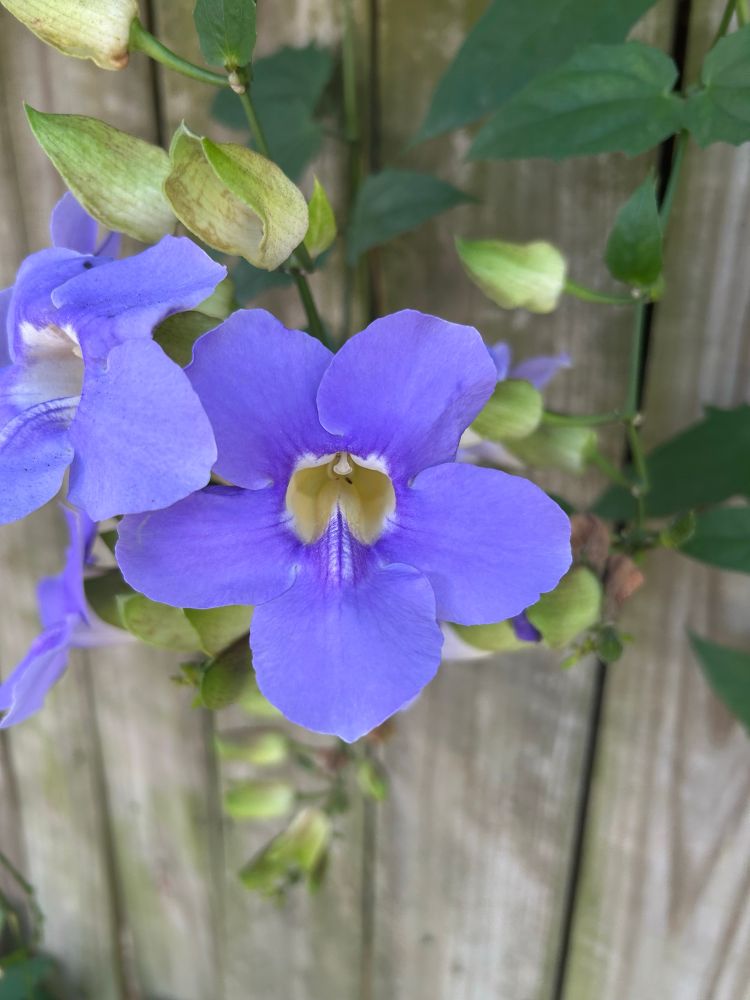Vine with Purple flowers growing on a wood fence