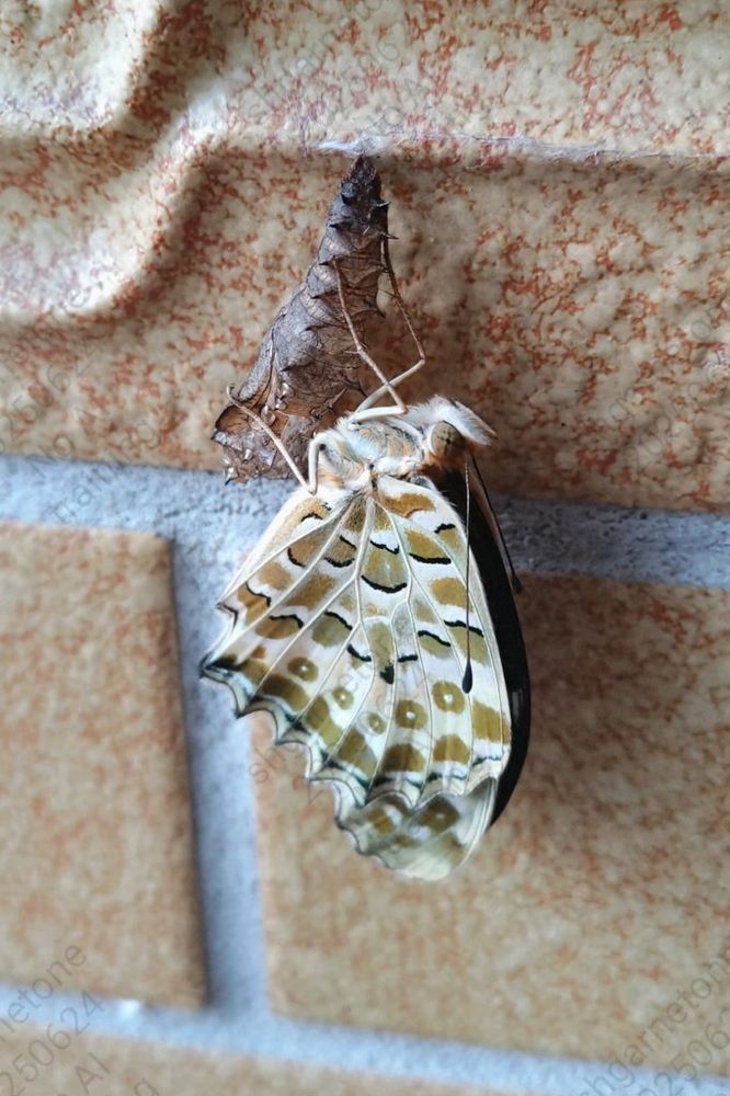 羽化したばかりの蝶