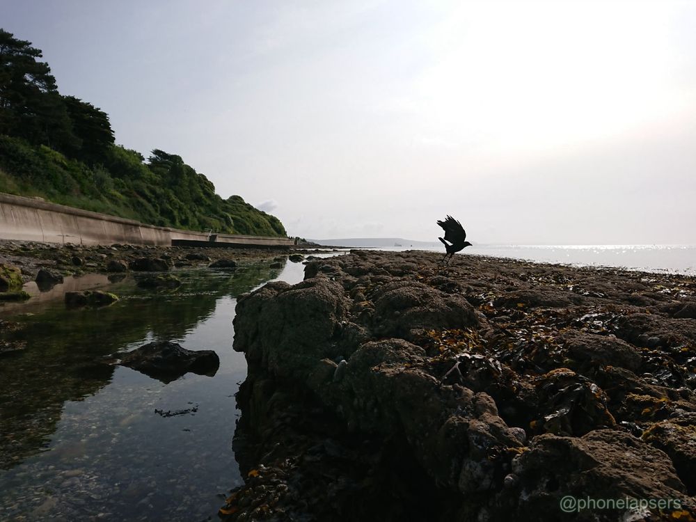 A crow taking off from the rocks on a beach in Dorset UK