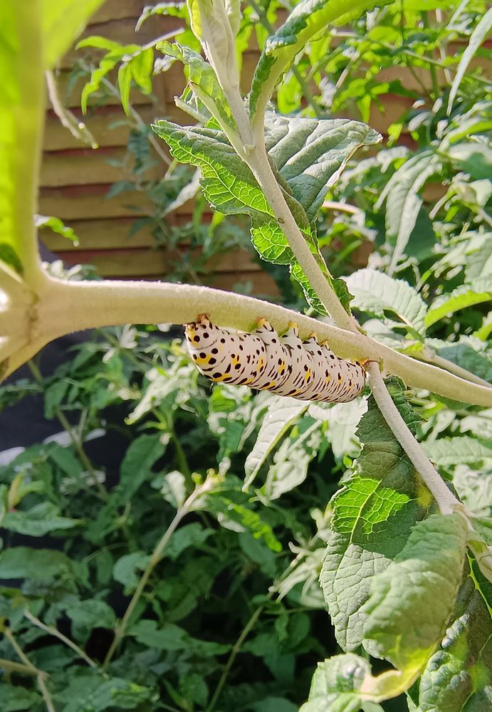 A Mullein moth caterpillar I spotted  