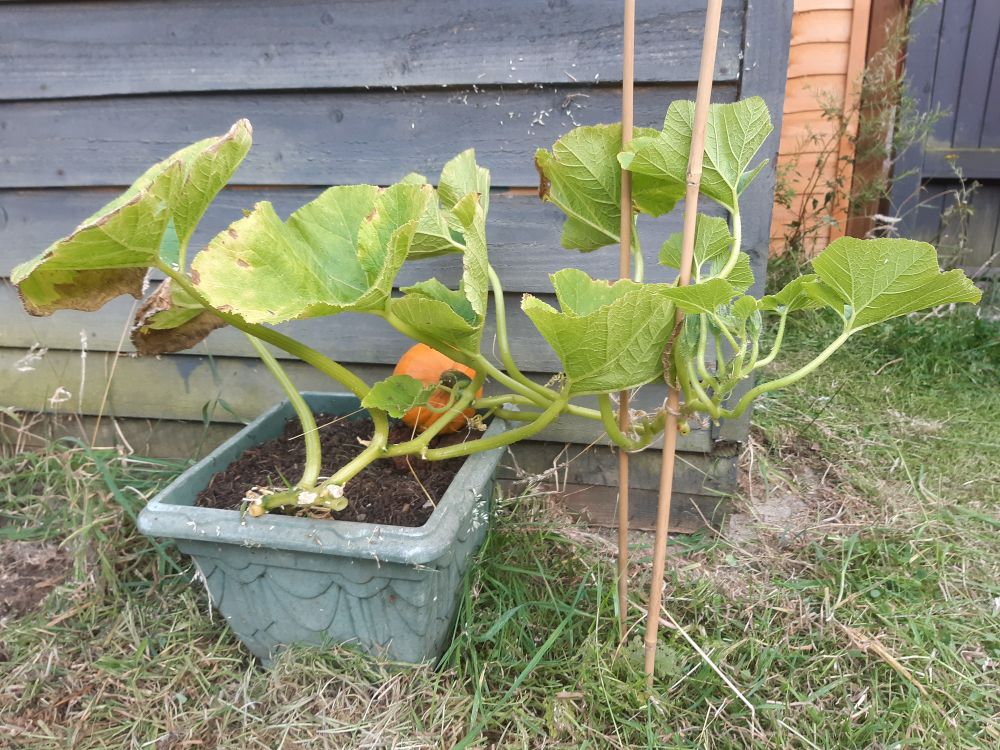A pumpkin plant. Behind it a small orange pumpkin is growing.