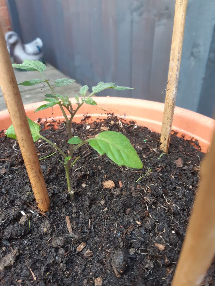 A tiny tomato seedling in a pot, surrounded by some garden canes. I doubt it'll come to much because it's very late to have germinated, but nothing ventured nothing gained!