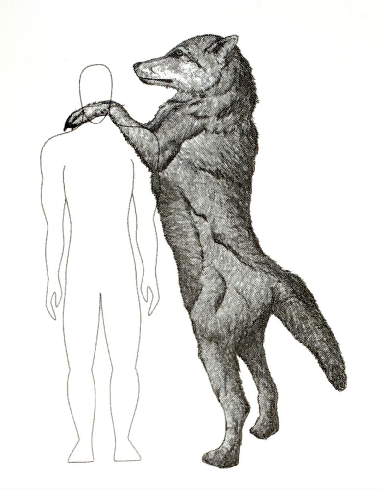 Black and white illustration of the size comparison between an average human and a large wolf standing in two legs. 
