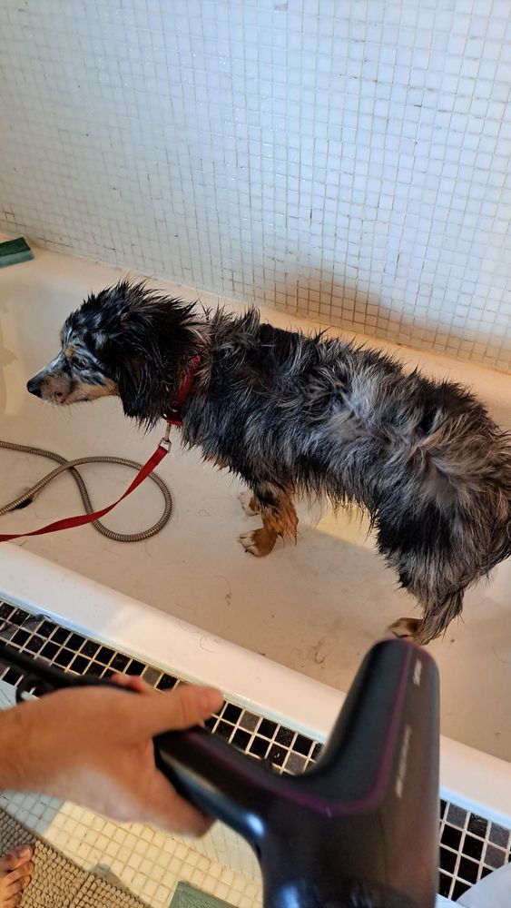 Chien prenant son bain 