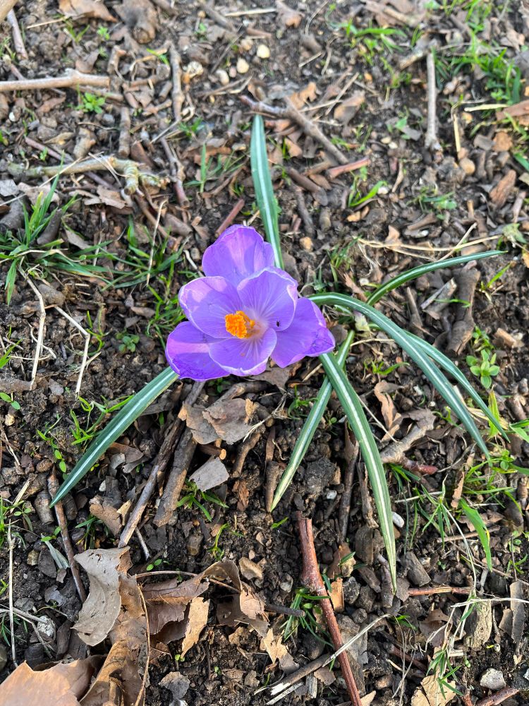 Top down close up of a purple crocus flower with a bright orange stamen. A few thin leaves surround the flower, each one with a stripe of white in the middle. On the ground around the crocus we see a few twigs and the remains of autumn leaves. Blades of grass and small green plantlets peep through