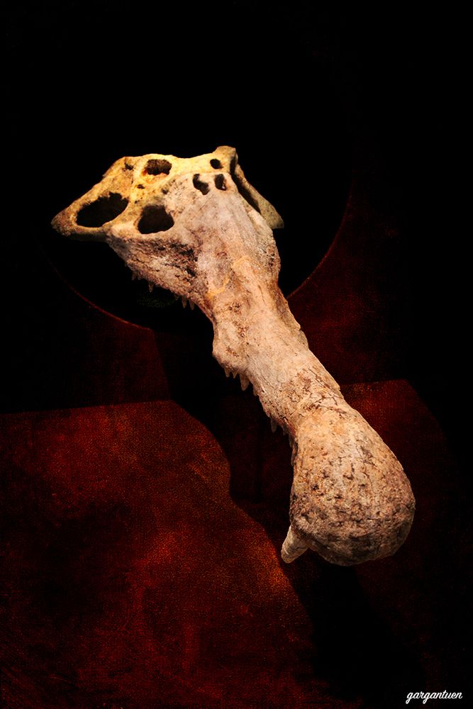 macabre photography of long reptile skull on display dark art spooky horror