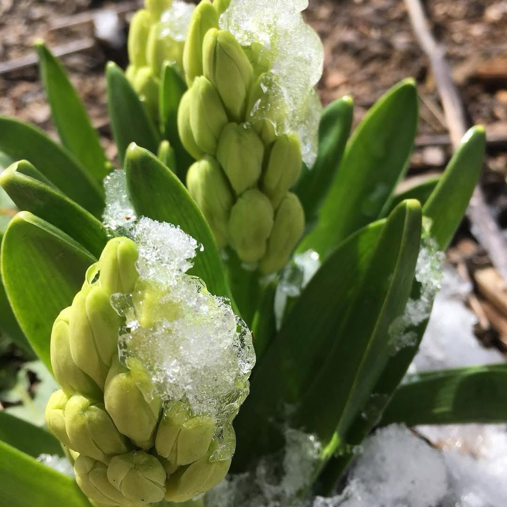 Hyacinth buds peeking out from a covering of snow and ice. 