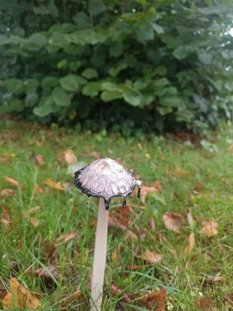 Komischer grauer Pilz mit grünem Rasen Hintergrund.
Rand des Pilzes sieht aus als würde er schmilzen.