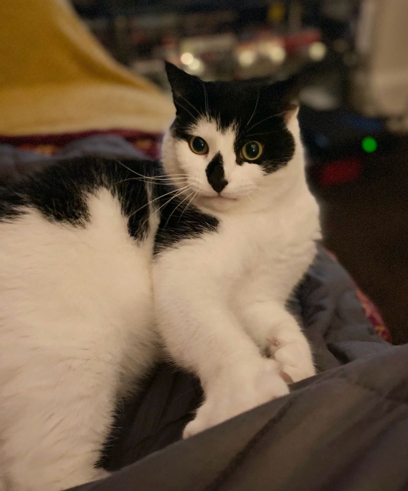 A photo of a black and white cat with a mad expression on his face