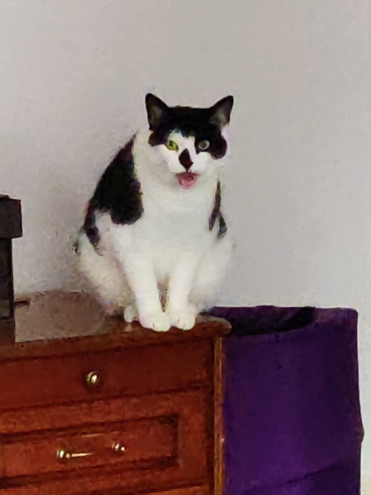 A zoomed in photo of a cat sat like a weird gargoyle on a dresser. He is yelling