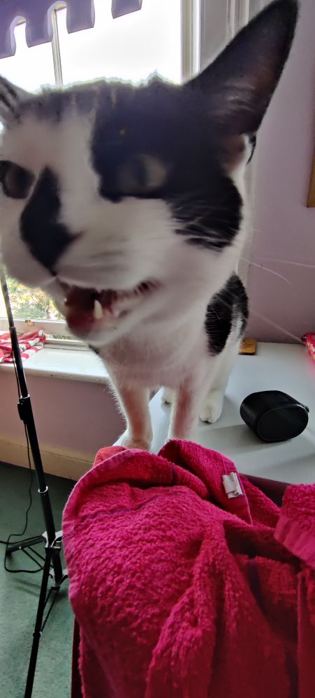 A black and white cat's face close to the camera. He is yelling 