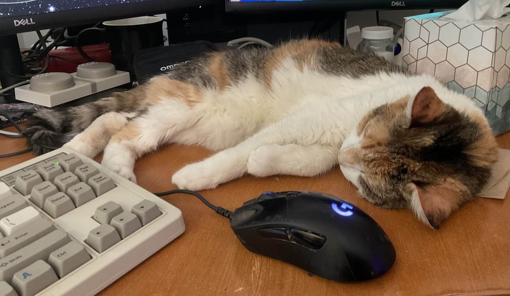 My calico cat, Uniqua, curled up around a mouse next to my keyboard on my desk. Being cute 'n' stuff.