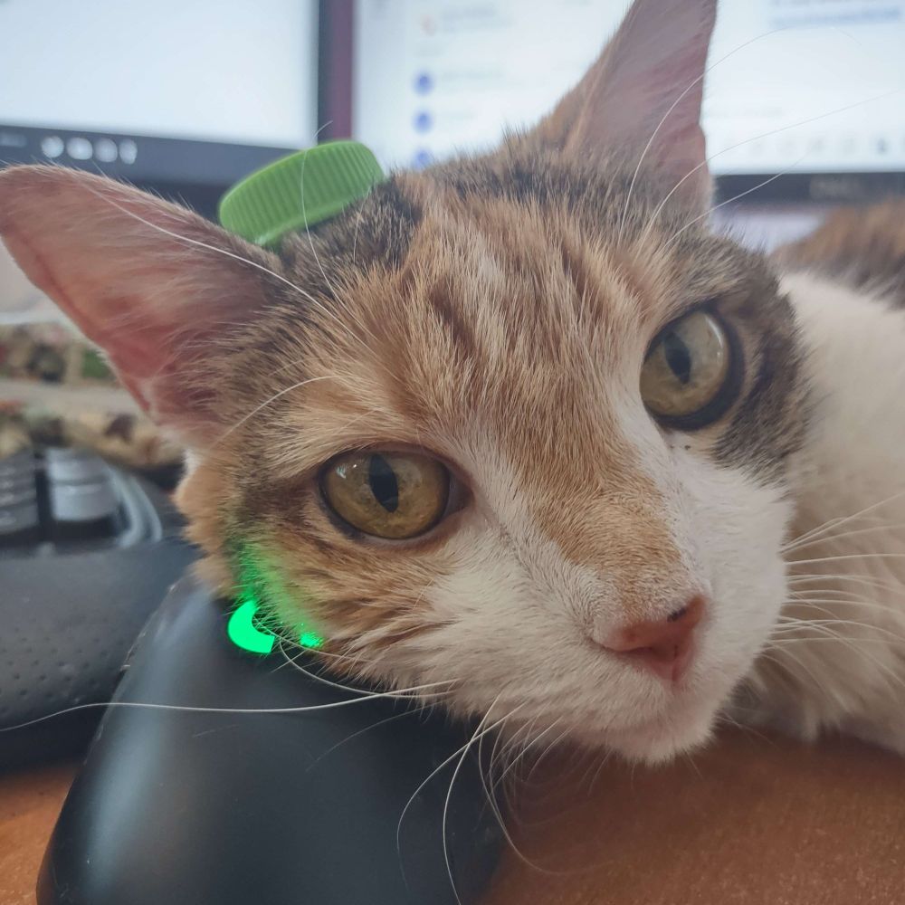 My cat Uniqua with a bottle cap on her head. She's leaning against my mouse and being very cute.