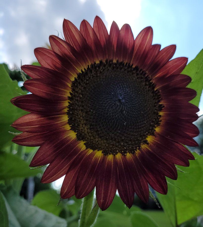 burgundy sunflower