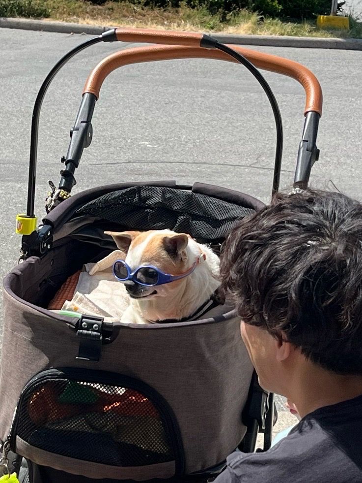 A chihuahua sitting in a stroller wearing upside down sunglasses SO FUCKING SICK