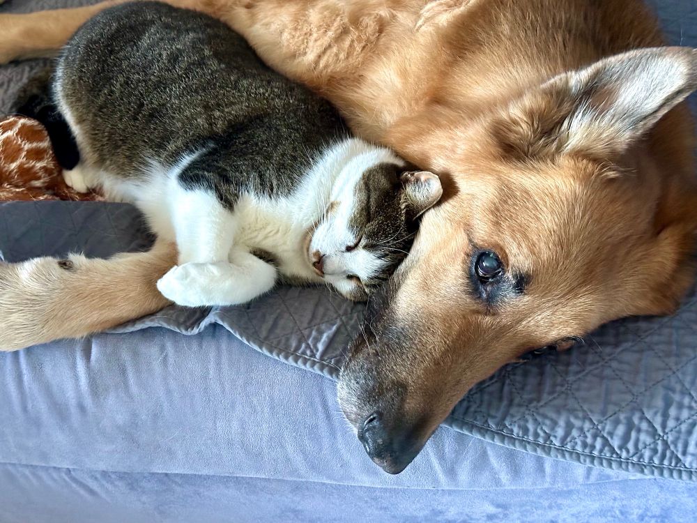A large German Shepherd Dog laying on his side on a dog bed. Nuzzled up against his neck and chest is a tabby and white shorthair cat. The dog looks at the camera with a tolerant expression, while the cat has his eyes closed, his front feet held in bunny paws, and a blissful smile on his face. 

The cat was feral for the first part of his life. He had no name and no one to care for him. He hunted rodents at night to survive, hiding by day to avoid humans. He was TNR’d and for the next year, he lived as a cared-for feral. But over time, little by little, he learned to trust people. 

And now, he has a family who loves him. And a dog who graciously tolerates his affectionate cuddling. 

We don’t know what the future holds for us. But even if right now it feels like we’re in a cold ditch, hunting rodents and just trying to survive… well, you never know. Things might turn out all right. With a little hope, some kindness, and a metric fuck ton of persistence, we may be able to shape a future we cannot now imagine. One that takes a wholly unexpected turn and brings us to a much better place. 

So keep hoping. And keep going. 
