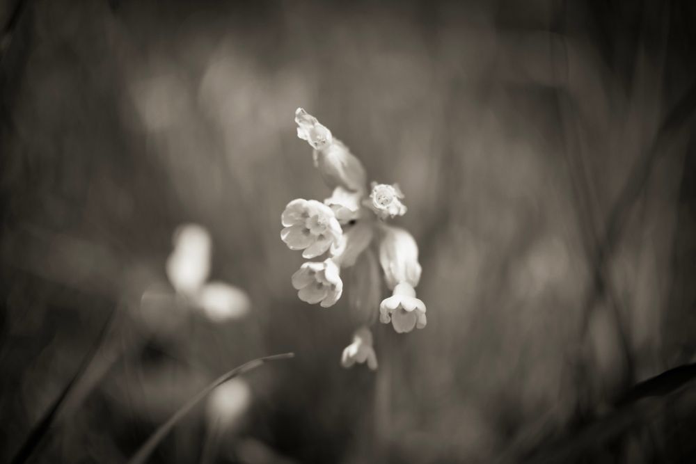 A black and white photograph of a Cowslip in full bloom. Taken on my Nikon 3300.