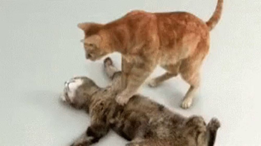 two cats are playing with each other on the floor and one is standing on the other 's back .