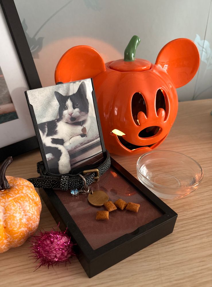 A small ofrenda set up for a pet cat