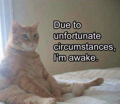 Fat cat sitting on the bed and the text says “due to unfortunate circumstances I’m awake”