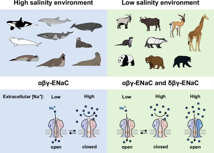 Graphical abstract with marine mammals on the left where the alpha sodium ion channel isoform is closed under high salt concentrations. On the right are terrestrial mammals where there is an additional ion channel isoform, the delta isoform, that is open under high salt concentrations. This is hypothesised to function as a potential “stress” protein for monitoring high salt levels that has secondarily been lost in marine mammals.