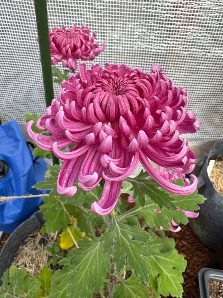 Large pink mum bloom
