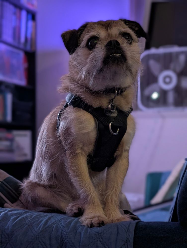 A pug/terrier mixed dog is sitting on the edge of a couch looking off to the side. 
