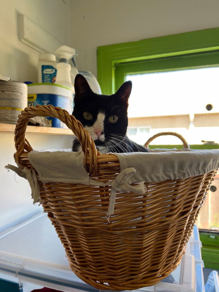 Black and white cat peeking out of a cloth-lined wicker basket on top of a box in front of a window.