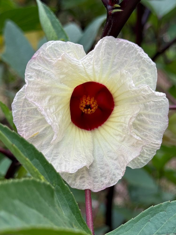 Roselle hibiscus flower. Calax makes wonderful tea. Healthy too! 