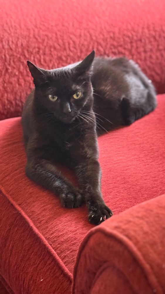 Nyxie is a small black cat relaxing on a red lounge chair. She has a contented look on her face and has her front paws outstretched. You can see her claws poking out on her left paw.