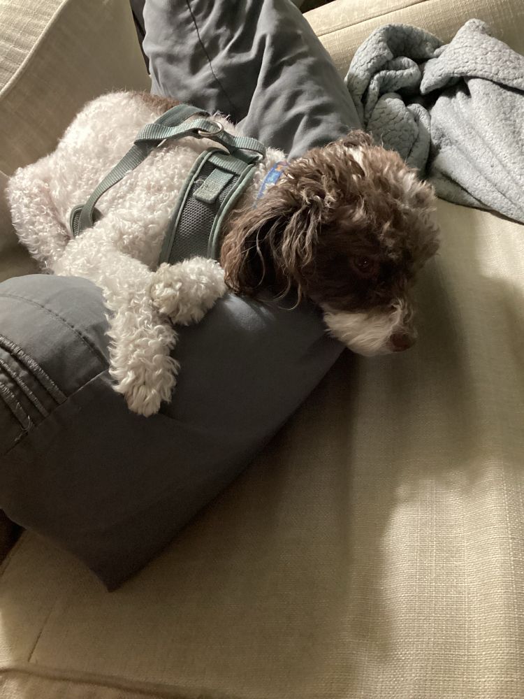 A miniature poodle lying on a pillow on part of a couch, forcing me to sit on another part of the couch