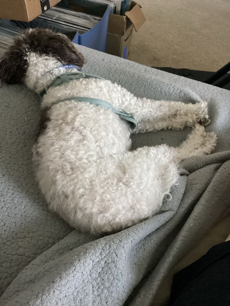A miniature poodle sacked out on a couch
