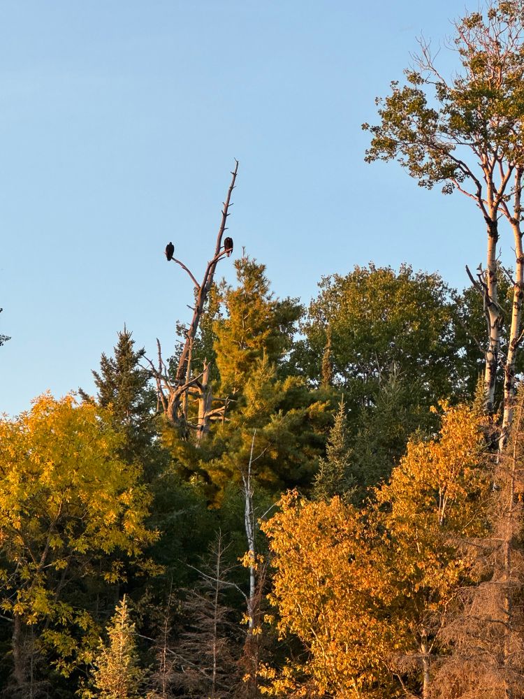 Two bald eagles perched in a tree overlooking the lake.