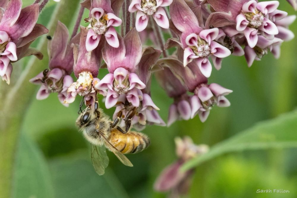 Close-up shot of a honey bee on milkweed flowers. The mottled coloration of its eye is visible. The abdomen is fuzzy and is a very pale yellow. The thorax is a brighter, orangish yellow with some black bands. These milkweed blossoms are very fragrant. 