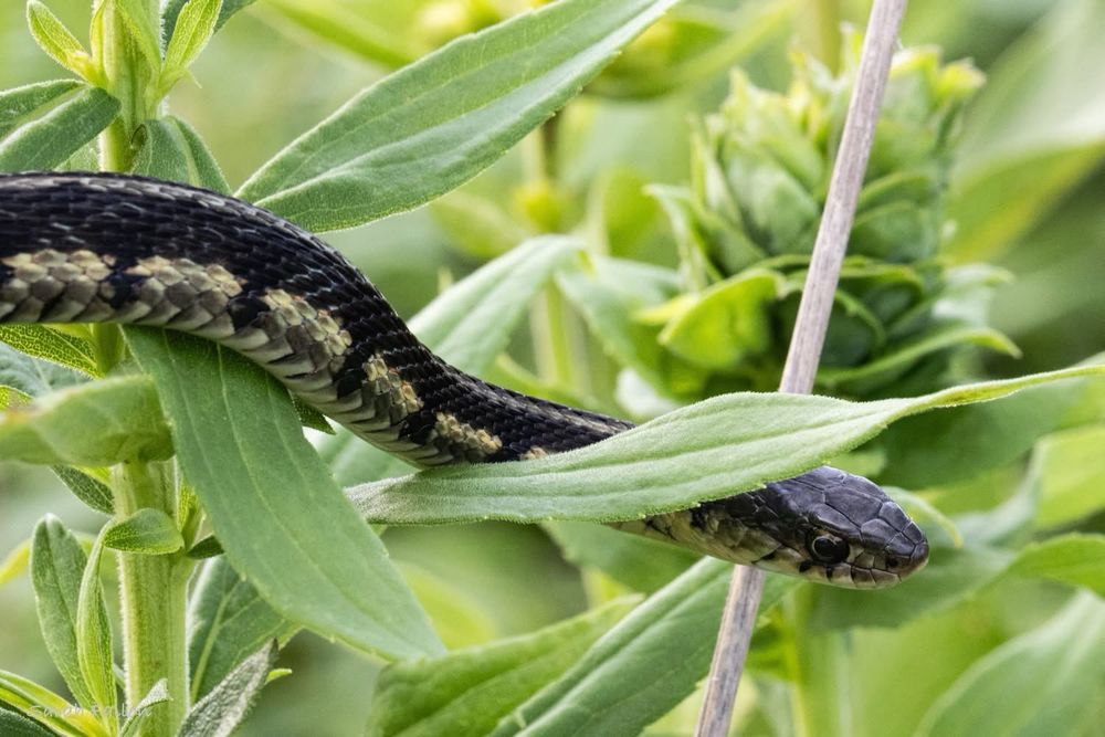 A garter snake that had climbed a milkweed plant and was presumably looking for a meal from its vantage point. Its scales are black on top of its back and head and the sides have yellow and black bands. It was probably at least a foot long. 