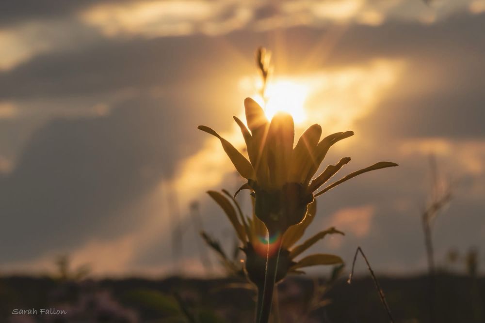 It’s late in the day so the sun is low on the horizon and there are dramatic clouds. This is a close-up of a yellow flower with the sun shining through it and sharply illuminating the silhouette. The rainbow circle at the bad if the flower is a lens flare from the camera being pointed towards the sun. 