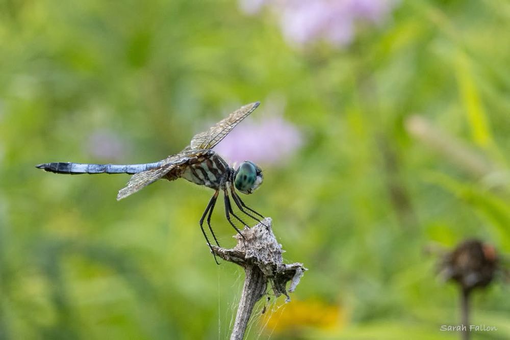 Close-up shot of a blue dasher dragonfly that has perched on a dried up flower. Its eyes are multicolored blue and green, the abdomen has stripes has and its thorax is a blue/gray shade that is segmented. Purple bee balm flowers are vaguely visible in the background. 