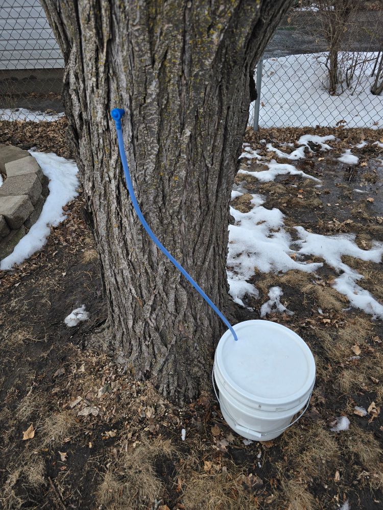 Photo of a red maple tree at a downward angle, surrounded by the remnants of a late winter's snow. In the trunk is a sap tap, with tubing that connects down to a white bucket for collection.