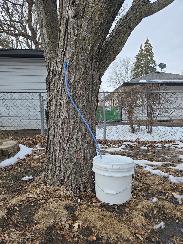 Photo of a suburban yard in late winter, a red maple tree is prominent in the foreground. In the trunk is a sap tap, with tubing that connects down to a white bucket for collection.