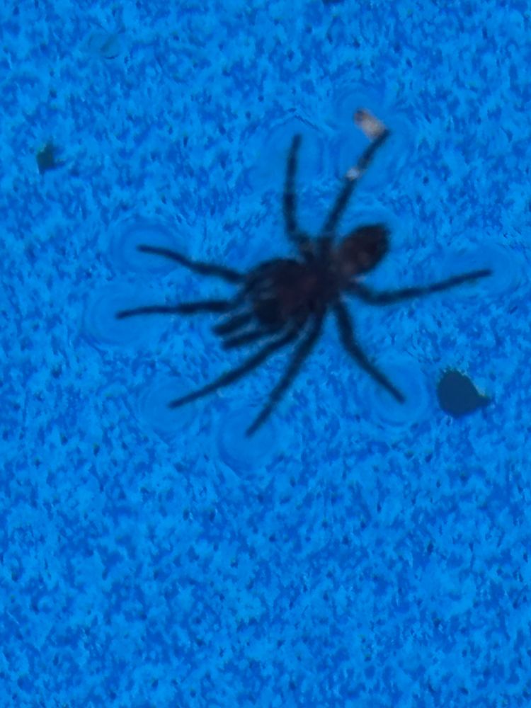Close-up of a spreadeagled funnel web spider floating on the surface of a pool