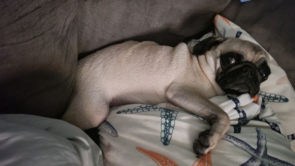 Photo of a fawn pug stretched across throw pillows on a brown-grey sofa; she is making eye contact with the camera and has a softly worried expression, like she's not sure if she'll need to move soon